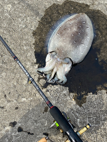 モンゴウイカの釣果