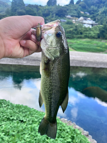 ブラックバスの釣果