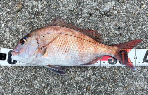 マダイの釣果