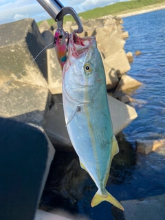 イナダの釣果