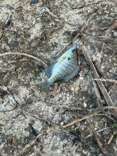 ブルーギルの釣果