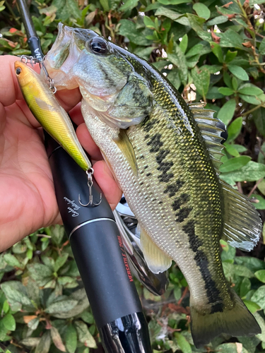 ブラックバスの釣果