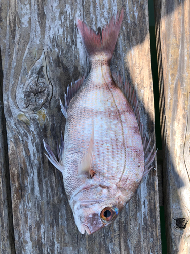 マダイの釣果