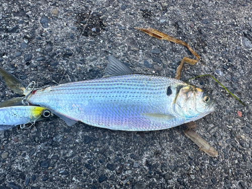 コノシロの釣果