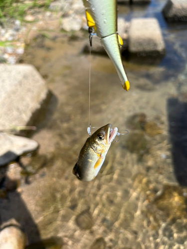 アユの釣果