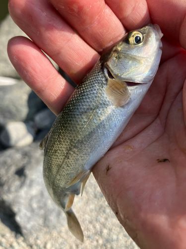 ウグイの釣果