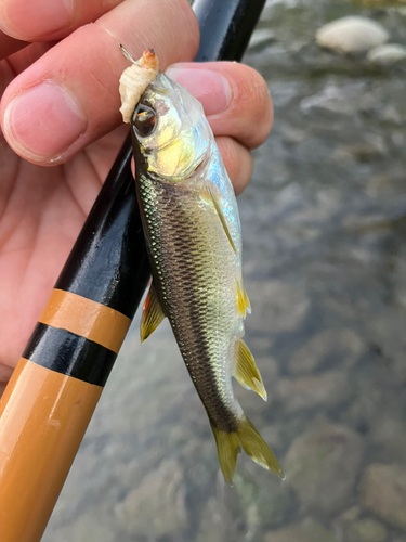 カワムツの釣果