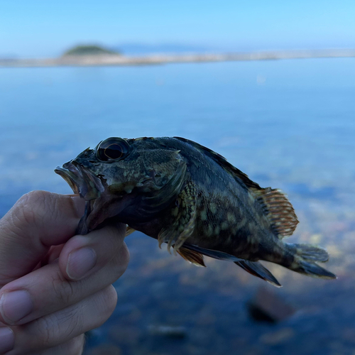 ガシラの釣果