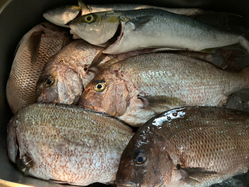 タイの釣果