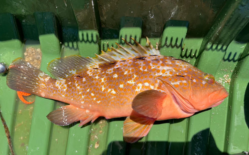 アコウの釣果