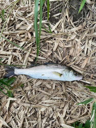 セイゴ（マルスズキ）の釣果