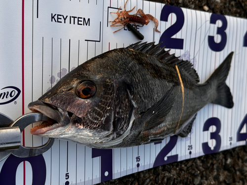 チヌの釣果