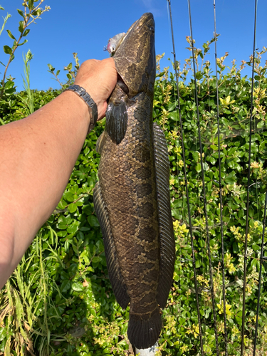 ライギョの釣果