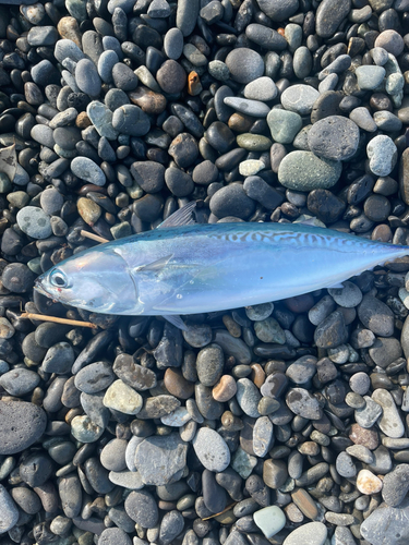 マルソウダの釣果