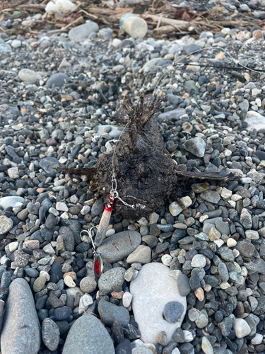 オニオコゼの釣果