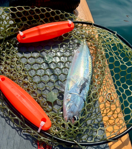 マルソウダの釣果