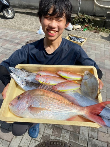 マダイの釣果