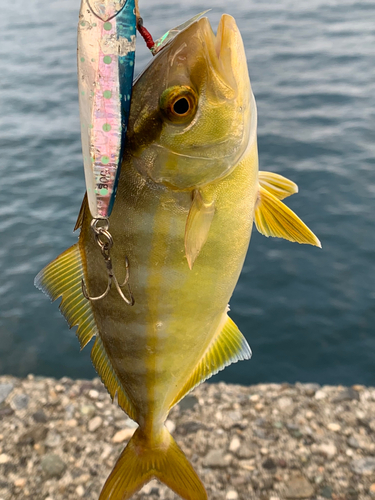 モジャコの釣果