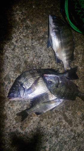 クロダイの釣果