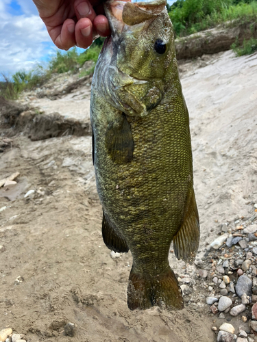 スモールマウスバスの釣果