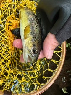 ブラウントラウトの釣果