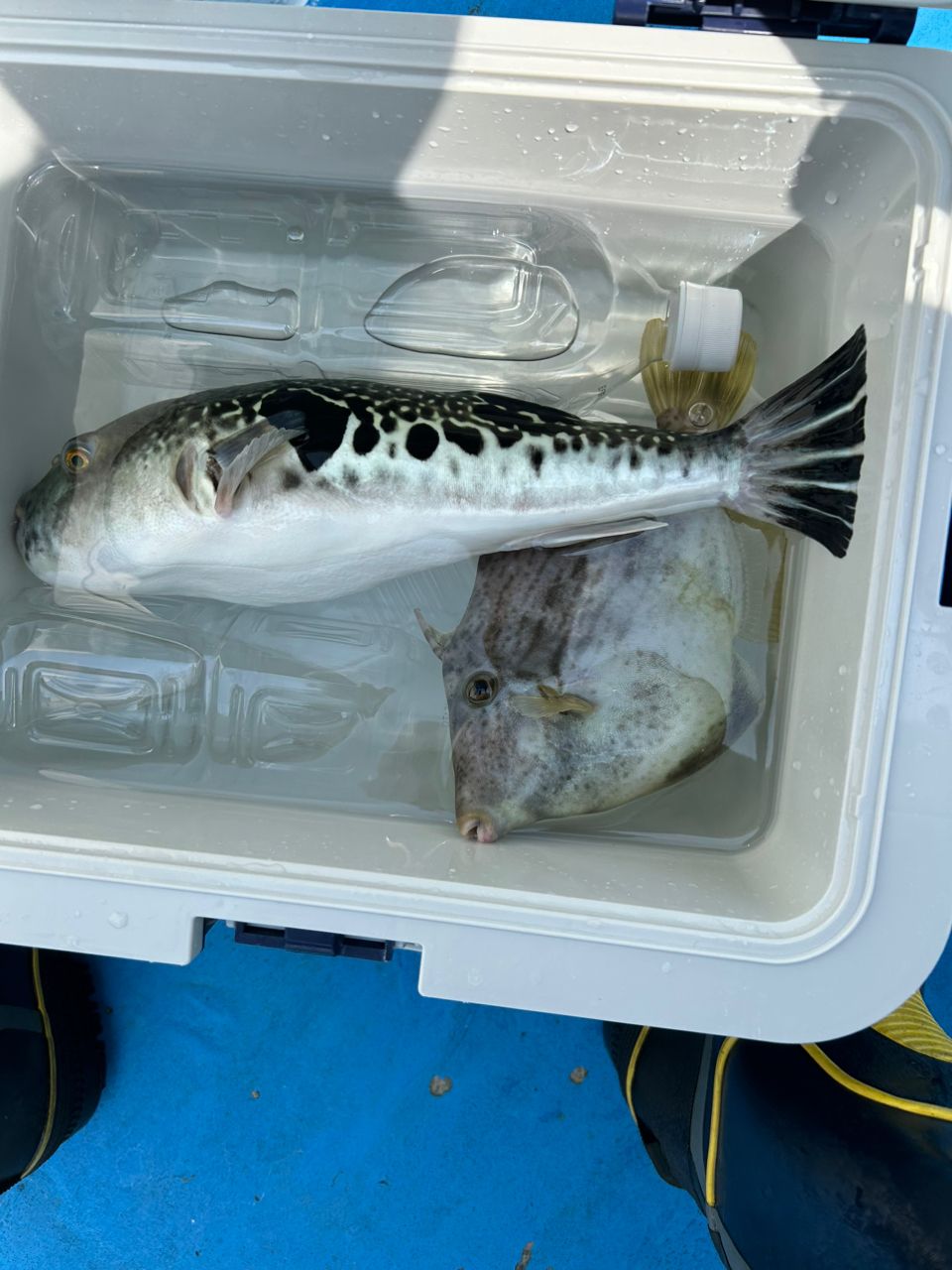 ミヤモトさんの釣果 1枚目の画像