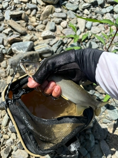 アユの釣果