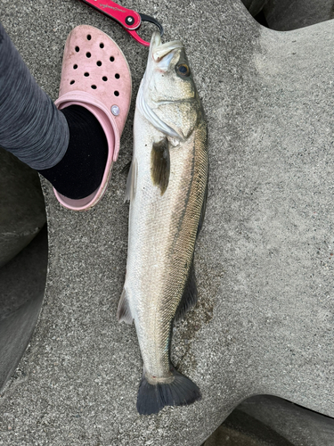 シーバスの釣果