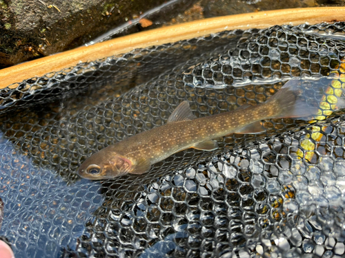 イワナの釣果