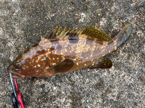 キジハタの釣果