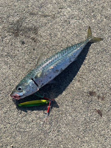 サバの釣果