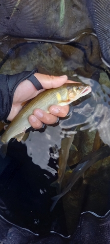 アユの釣果