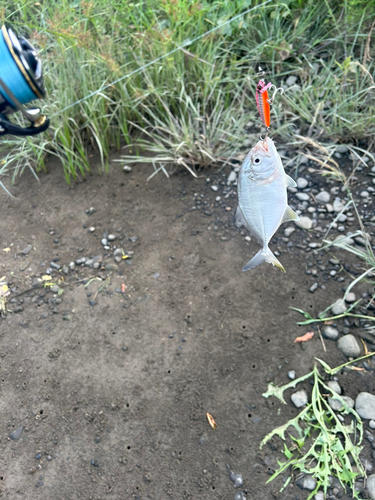 メッキの釣果