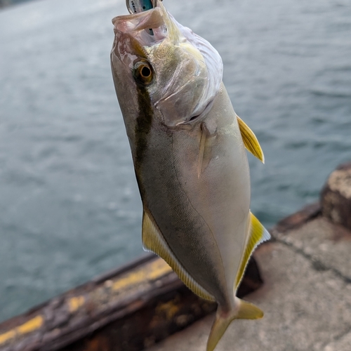 シオの釣果