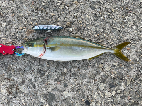 ツバスの釣果