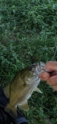 スモールマウスバスの釣果