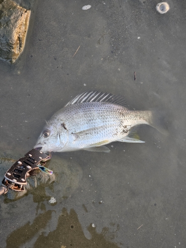 キビレの釣果