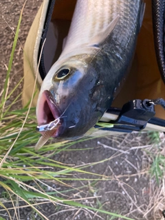 ボラの釣果