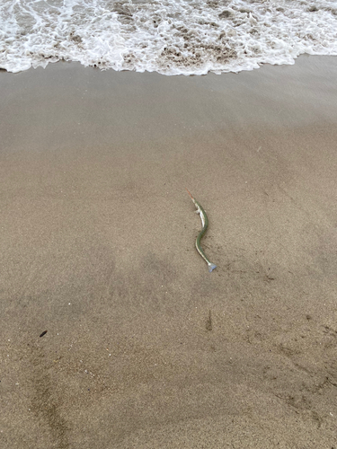 ダツの釣果