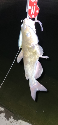 アメリカナマズの釣果