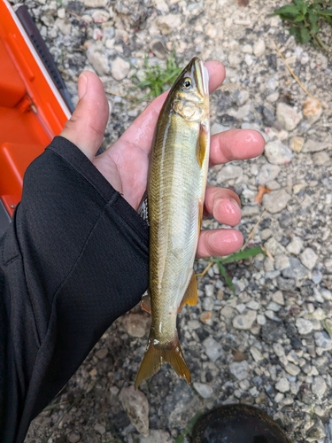 アユの釣果