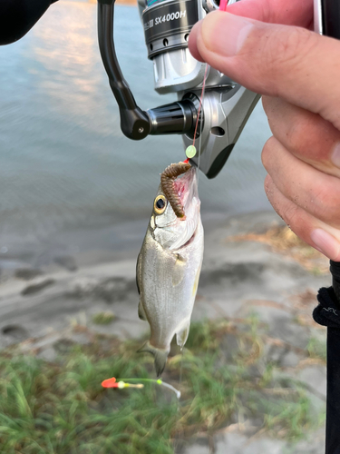 セイゴ（マルスズキ）の釣果