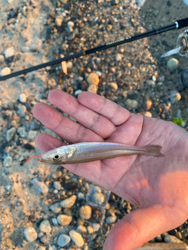 シロギスの釣果