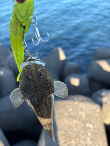 コチの釣果