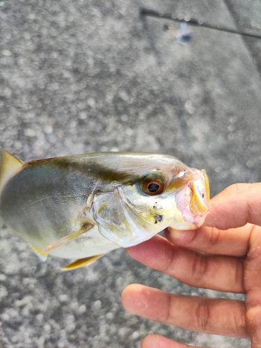 ネイリの釣果