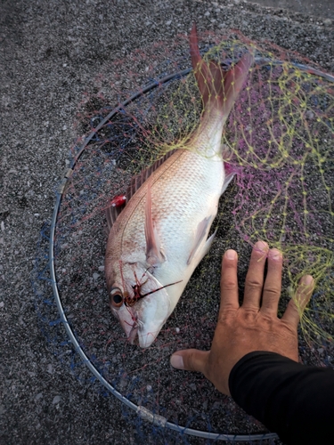 タイの釣果