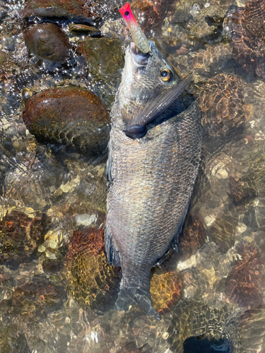 クロダイの釣果