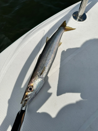 カマスの釣果