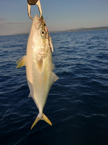 フクラギの釣果