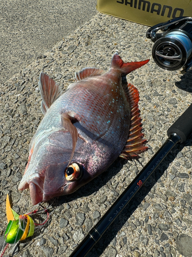 マダイの釣果